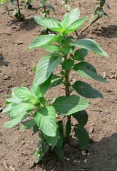 【ご注文用】 和薄荷（さやかぜOF系） 地下茎（種根） ご注文用】 和薄荷（さやかぜOF系） 地下茎（種根） 本品は和ハッカ